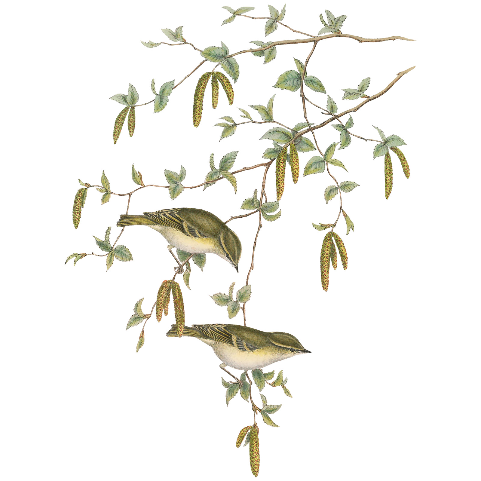 Illustration of two warblers in a branch.