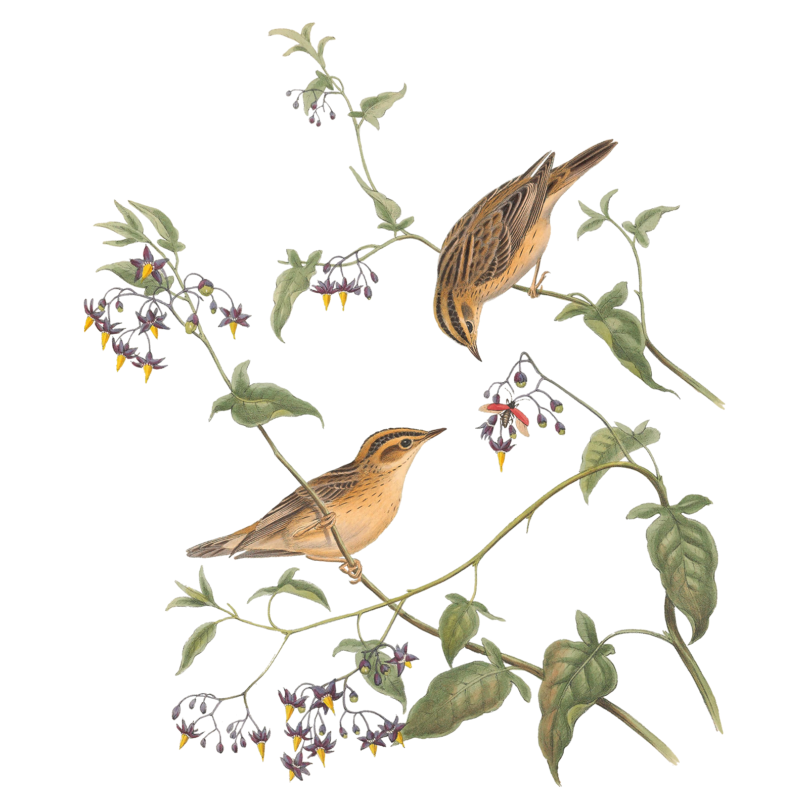 Illustration of two warblers in a branch preparing to eat an insect.