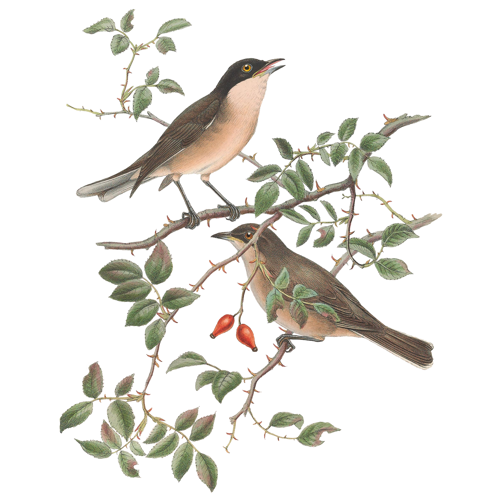 Illustration of two warblers in thorny branches.