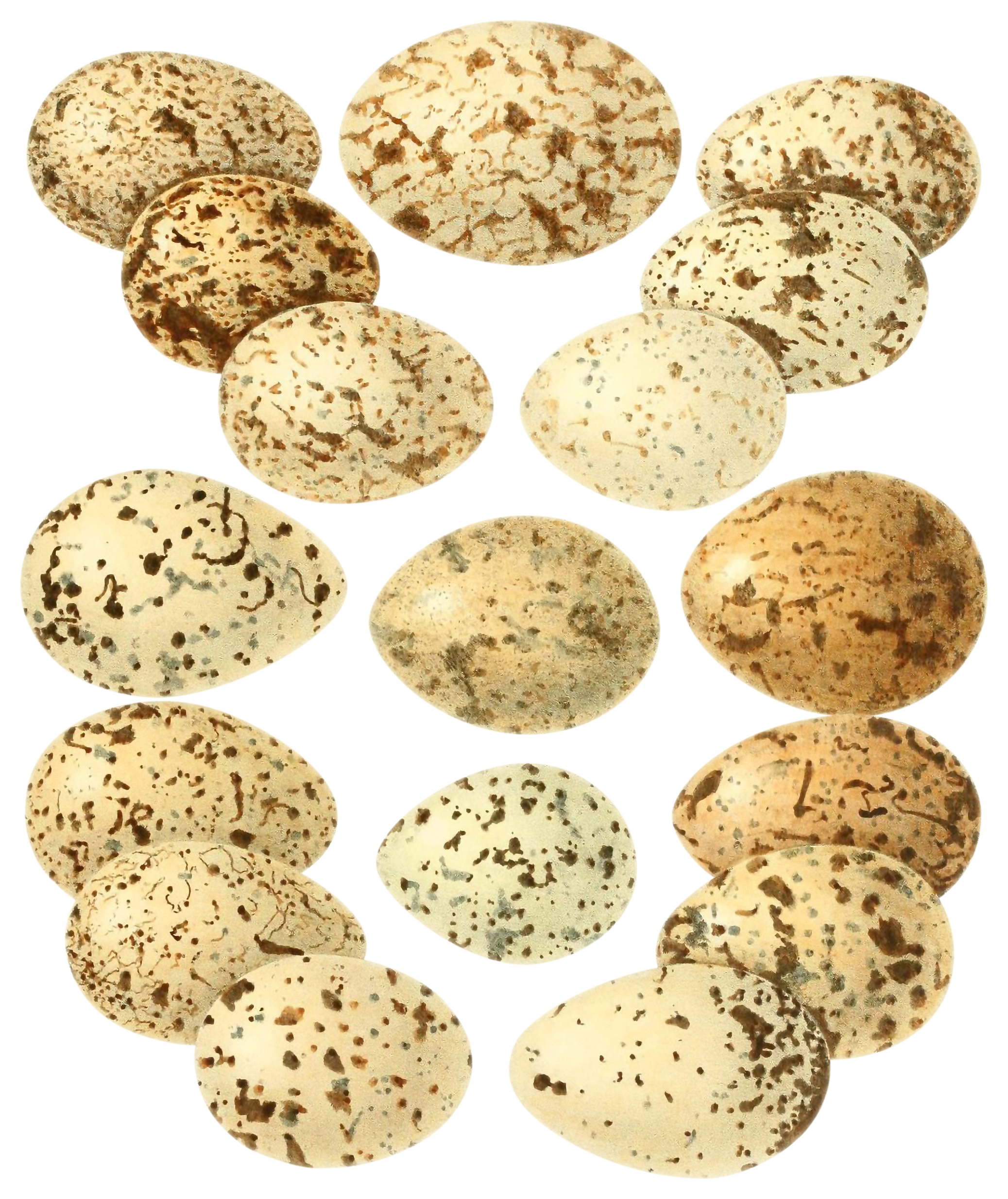 Illustrated diagram of various spotted bird eggs.