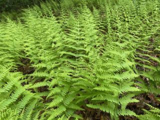 Fern blanket