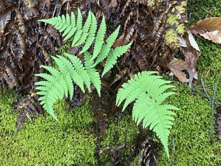 Little ferns